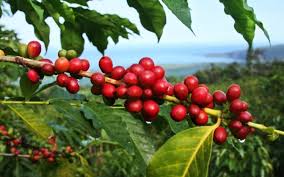  Why You Should Consider Specialty Coffee Beans for Your Next Brew